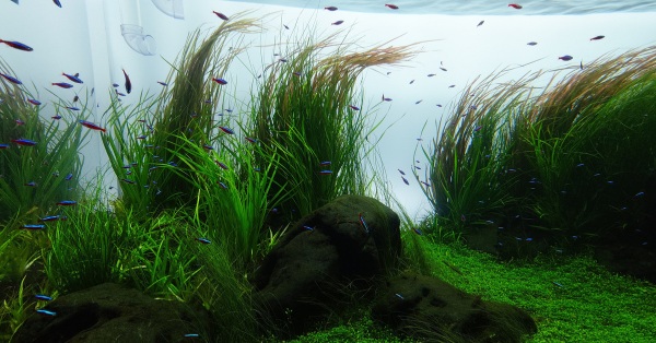 #どこかのみたどこか